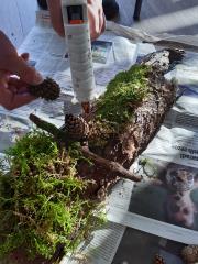 3. lepljenje plodov na skorjo debla